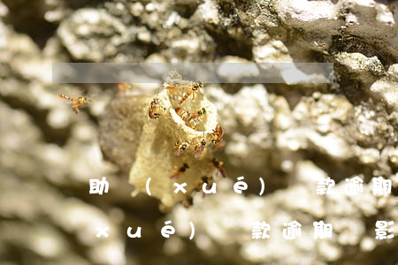 助學(xué)貸款逾期不納入征信(助學(xué)貸款逾期會影響征信嗎)