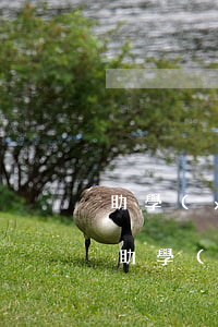助學(xué)貸款逾期事業(yè)單位(助學(xué)貸款逾期影響工作嗎)