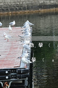 助學(xué)貸款逾期可以貸款嗎(因為助學(xué)貸款逾期還能申請住房貸款嗎)