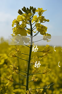 助學(xué)貸款逾期在哪里查(如何查詢助學(xué)貸款是否還清)