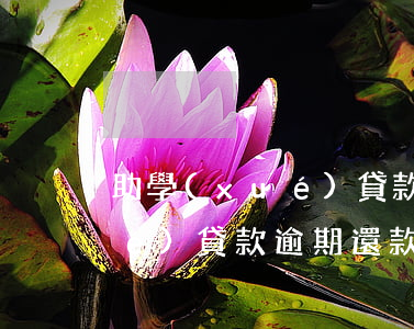 助學(xué)貸款逾期成黑戶(助學(xué)貸款逾期還款是否列入征信黑名單)