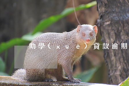 助學(xué)貸款逾期是啥意思
