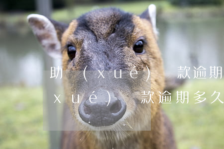 助學(xué)貸款逾期的有多少錢(助學(xué)貸款逾期多久嚴(yán)重)