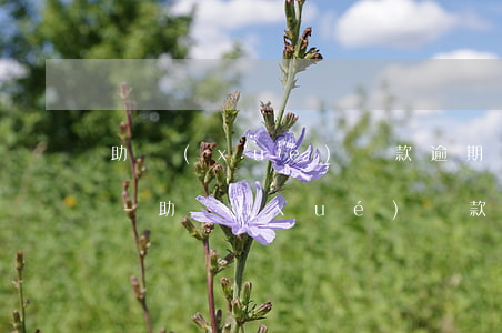 助學(xué)貸款逾期記錄兩年怎么消除-助學(xué)貸款逾期記錄兩年怎么消除掉