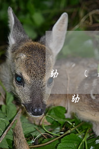 助學(xué)貸款逾期記錄怎么查(如何查詢助學(xué)貸款記錄)