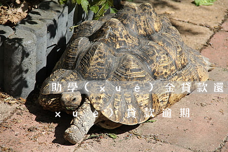 助學(xué)金貸款還款逾期(國家助學(xué)貸款逾期)