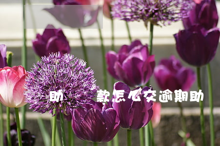 助學貸款怎么交逾期(助學貸款逾期處理流程)