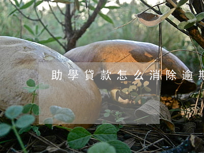 助學貸款怎么消除逾期