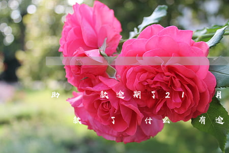 助學貸款逾期了21個月(15年20號助學貸款還了為什么還有逾期)