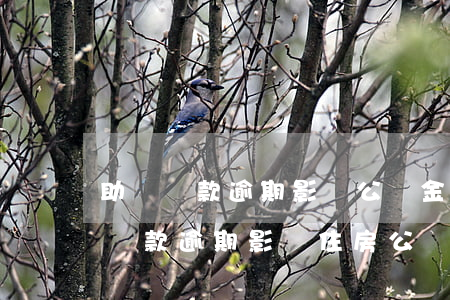 助學貸款逾期影響公積金貸款嗎上海-助學貸款逾期影響住房公積金貸款嗎?