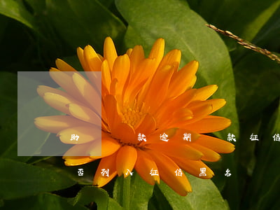 助學貸款逾期還款征信(助學貸款逾期還款是否列入征信黑名單)