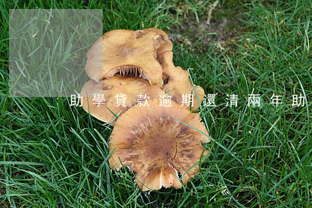 助學貸款逾期還清兩年(助學貸款逾期兩個月)