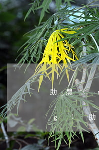 助農(nóng)貸款還不起-農(nóng)助貸騙局