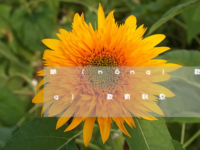 助農(nóng)貸款還不起(助農(nóng)貸款有利息嗎)