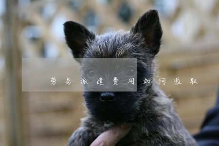 劳务派遣费用如何收取