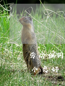 劳动合同和劳务合同(劳动合同和劳务合同哪个更好)
