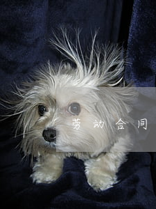 劳动合同纠纷(劳动合同纠纷咨询)