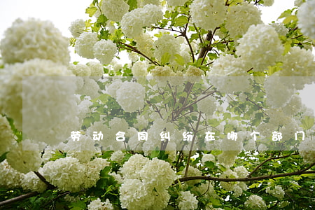 劳动合同纠纷在哪个部门投诉