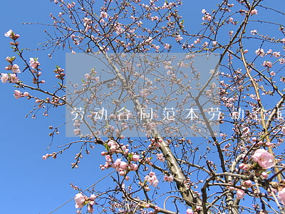劳动合同范本(劳动合同范本通用版)