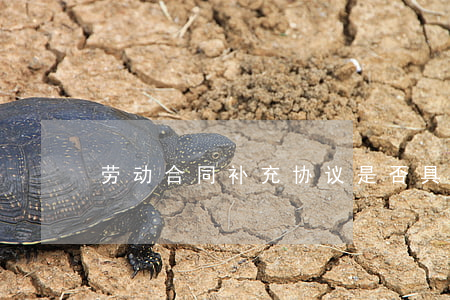 劳动合同补充协议是否具有法律效力