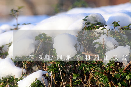 劳动合同解除和终止及经济补偿金支付情况