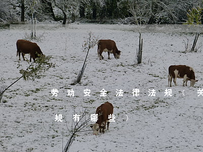 劳动安全法律法规(关于劳动安全的法律法规有哪些)