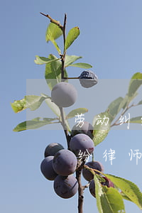 劳动纠纷律师费一般多少钱南通市(打劳动纠纷律师费用)