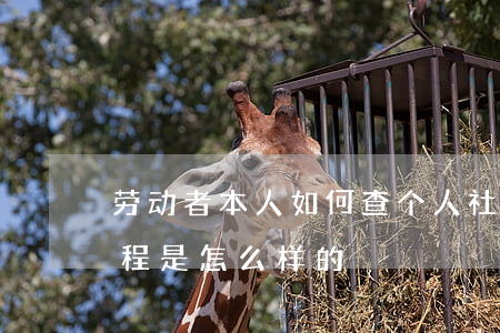 劳动者本人如何查个人社会保险（社保办理流程是怎么样的）