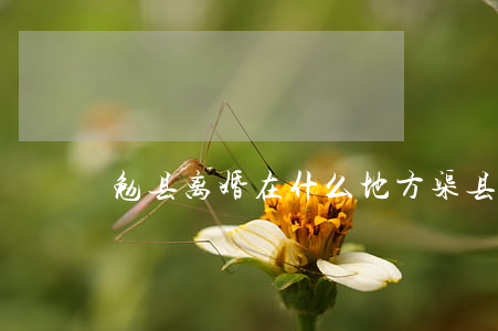 勉县离婚在什么地方(渠县离婚登记处在哪里)