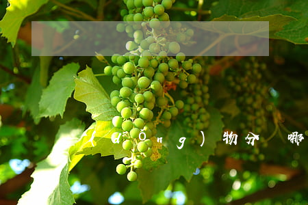 動(dòng)物分為哪幾類