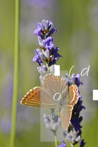 動(dòng)遷補(bǔ)償標(biāo)準(zhǔn)是什么（動(dòng)遷補(bǔ)償標(biāo)準(zhǔn)是什么）