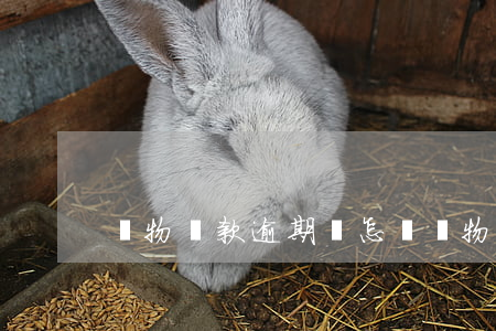 動物貸款逾期會怎樣(動物貸款逾期會怎樣)