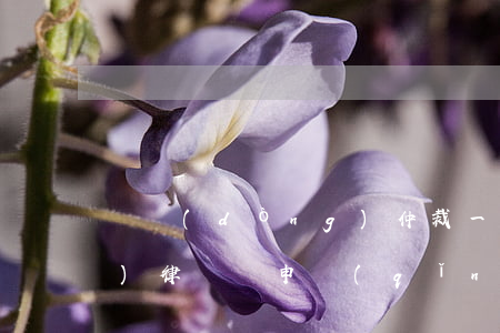 勞動(dòng)仲裁一定要請(qǐng)律師嗎(申請(qǐng)勞動(dòng)仲裁需不需要請(qǐng)律師)