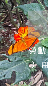 勞動(dòng)仲裁代理律師費(fèi)用一般多少(勞動(dòng)仲裁代理律師收費(fèi))