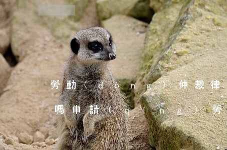 勞動(dòng)仲裁律師收費(fèi)嗎(申請(qǐng)勞動(dòng)仲裁律師費(fèi)多少錢)