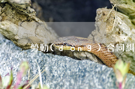 勞動(dòng)合同糾紛如何仲裁