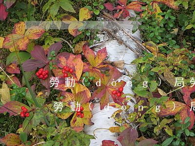 勞動(dòng)局勞動(dòng)合同，勞動(dòng)局勞動(dòng)合同模板