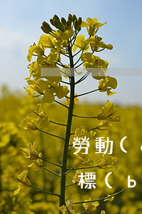 勞動(dòng)律師費(fèi)用收取標(biāo)準(zhǔn)(勞動(dòng)合同糾紛律師費(fèi)用收取標(biāo)準(zhǔn))