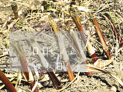 勞動(dòng)糾紛律師費(fèi)用收取標(biāo)準(zhǔn)(勞動(dòng)糾紛律師費(fèi)一般怎么收費(fèi))