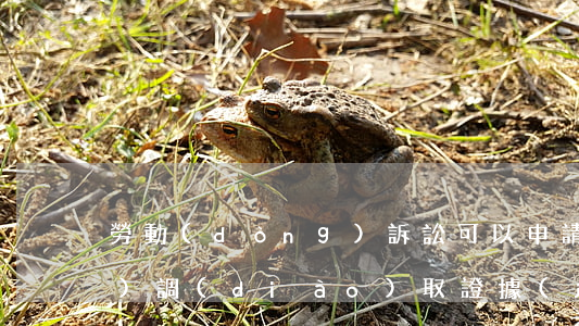 勞動(dòng)訴訟可以申請(qǐng)調(diào)取證據(jù)嗎(一審調(diào)取勞動(dòng)仲裁證據(jù))