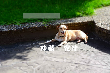 勞動仲裁專家律師