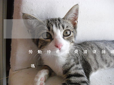 勞動仲裁需要請律師嗎(勞動仲裁需要請律師嗎?)
