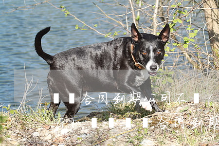 勞動合同到期公司不續(xù)簽有補(bǔ)償嗎(勞動合同到期公司不續(xù)簽有補(bǔ)償嗎)