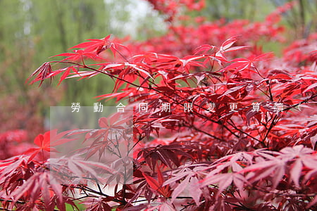 勞動合同期限變更算續(xù)簽合同嗎?