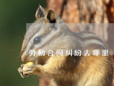勞動合同糾紛去哪里