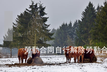 勞動合同自行解除(勞動合同自己怎么解除)