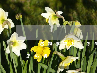 勞動合同逾期上傳怎么辦(勞動合同上傳錯誤怎么弄)