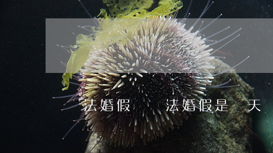 勞動法 婚假(勞動法婚假是幾天)