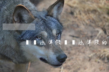 勞動法年假(勞動法年假的計算方法和時間)