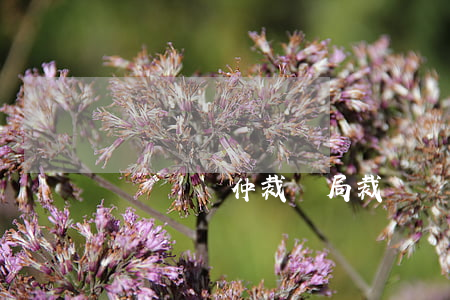 勞動爭議仲裁終局裁決辦案規(guī)則